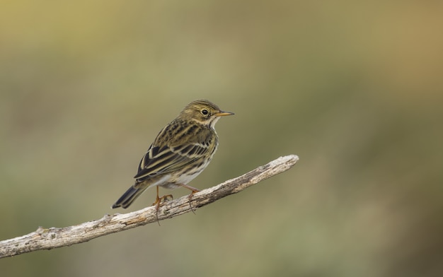 Anthus pratensis, świergotek łąkowy, Malta, Morze Śródziemne,