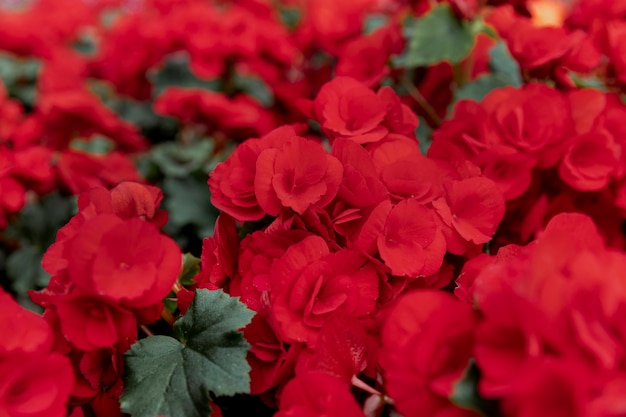 Aranżacja z pięknymi czerwonymi kwiatami