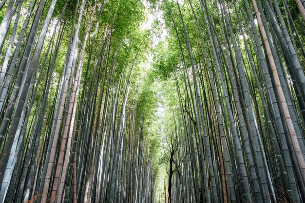Arashiyama Bamboo Groves forest w Japonii