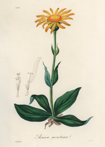 Bezpłatne zdjęcie arnika górska (arnica montana) ilustracja z botaniki medycznej (1836)