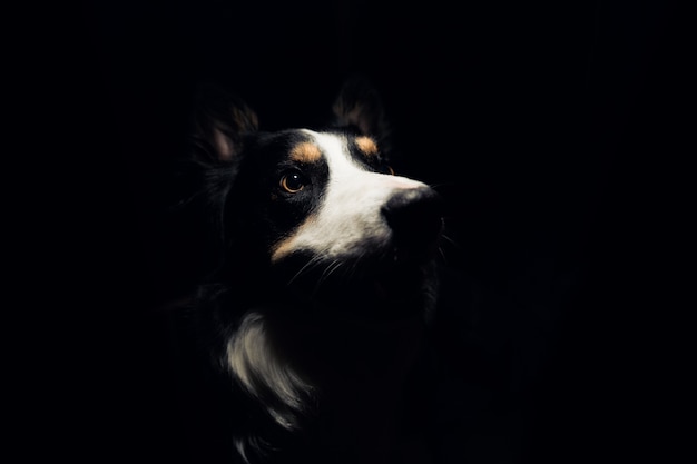 Artystyczne ujęcie psa do towarzystwa w ciemności patrzącego w światło