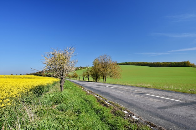 Asfaltowa droga w pobliżu pola z pięknymi kwiatami rzepaku (Brassica napus) (Brassica napus)