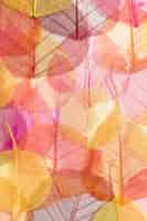 Bezpłatne zdjęcie asortyment kolorowych liści roślin