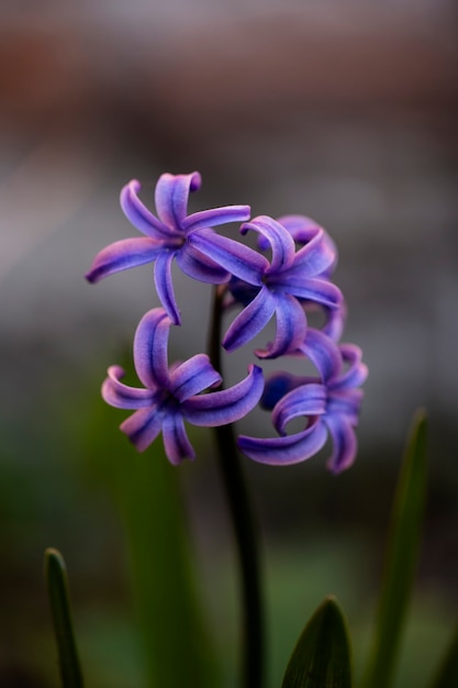 Bezpłatne zdjęcie asortyment pięknych rozmytych kwiatów w przyrodzie