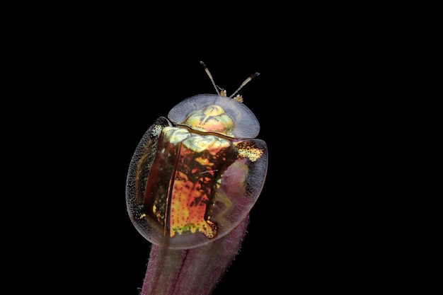 Aspidimorpha sanctaecrucis insec na białym tle na czarnym tle Aspidimorpha sanctaecrucis zbliżenie na czarnym tle