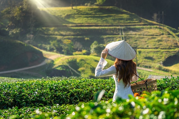 Azjatycka kobieta ubrana w tradycyjną kulturę Wietnamu w polu zielonej herbaty.