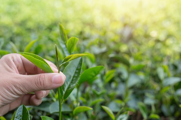 Azjatyckie ręce zbieracza herbaty - bliska, ładna dziewczyna zbierająca herbatę na plantacji.