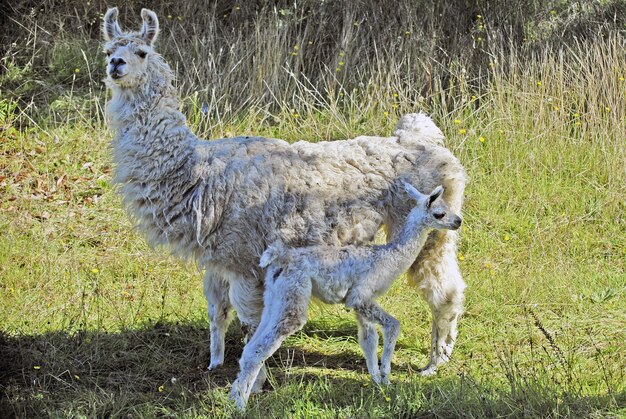 Baby Alpaca stojąca przed dużą alpaką na polu