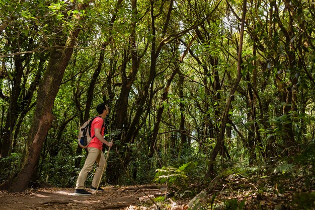 Backpacker podziwiając drzewa