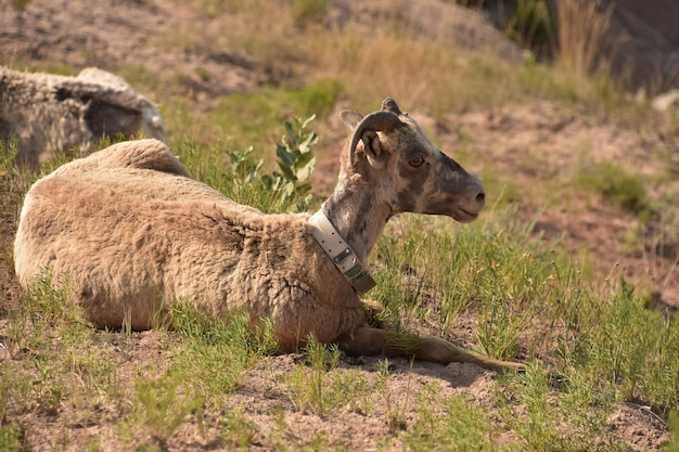 Bezpłatne zdjęcie badlands z leżącą owcą gruborożną