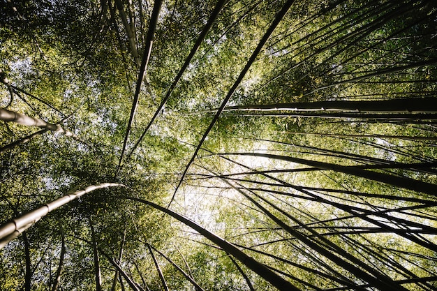 Bambusowy las z ranku światłem słonecznym