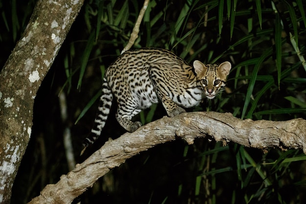 Bardzo rzadki ocelot w nocy brazylijskiej dżungli