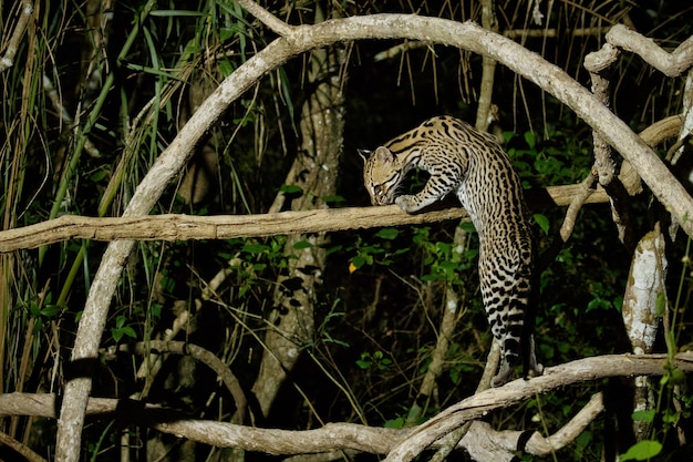 Bardzo rzadki ocelot w nocy brazylijskiej dżungli