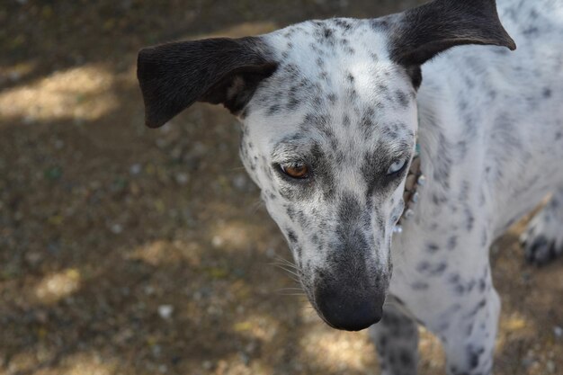 Bardzo słodka twarz psa z wyspy Cunucu na Arubie z dwoma kolorowymi oczami