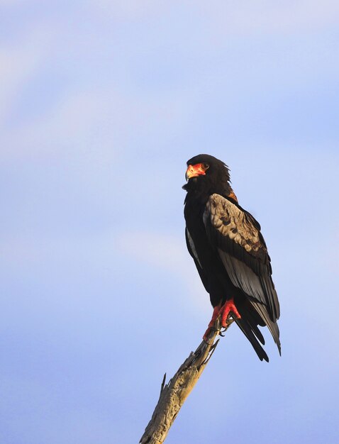 Bataleur Eagle