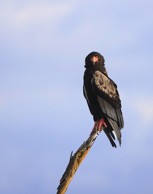 Bezpłatne zdjęcie bataleur eagle