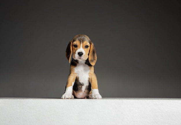 Beagle tricolor szczeniak pozuje. Na szarej ścianie bawi się słodki biało-brunatno-czarny piesek lub zwierzak. Wygląda na uważnego i figlarnego. Pojęcie ruchu, ruchu, akcji. Negatywna przestrzeń.