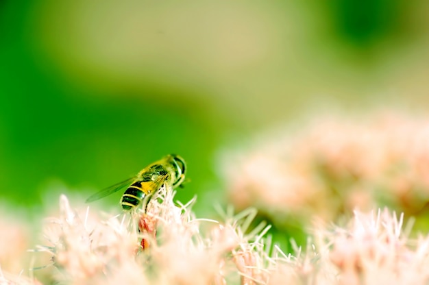 Bezpłatne zdjęcie bee w tle rozmycia