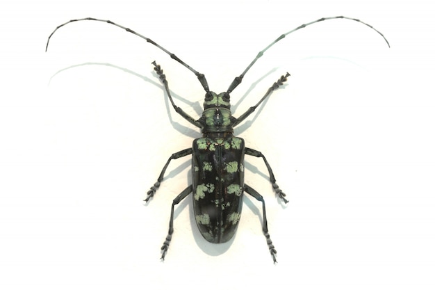 Beetle z bardzo długich anten
