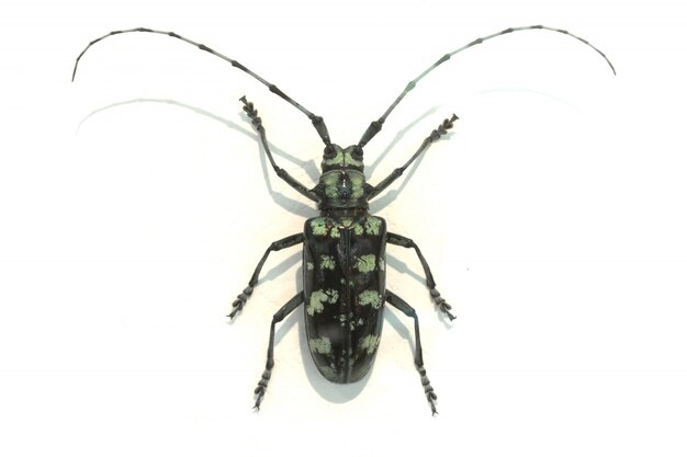 Beetle z bardzo długich anten