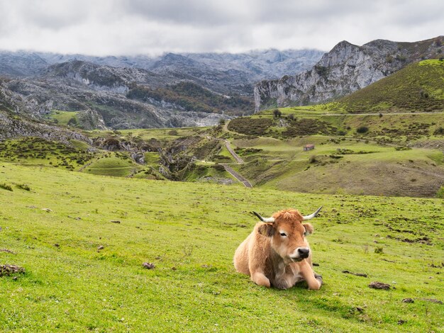 Betizu leżące na ziemi pokrytej zielenią w Parku Narodowym Picos de Europa, Hiszpania