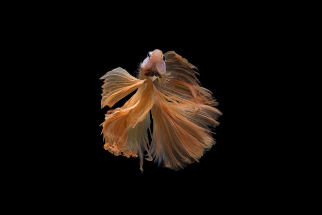 Betta Ryba