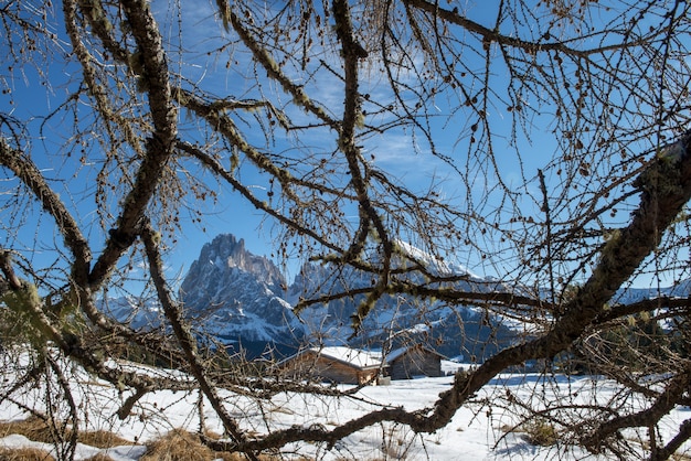 Bezlistne drzewa w śnieżnym krajobrazie otoczonym wieloma klifami w Dolomitach