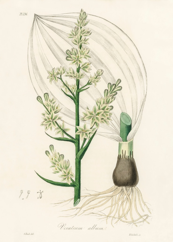 Bezpłatny plik Zdjęcie biała ciemiernik (ilustracja z albumu veratrum) z medical botany (1836)