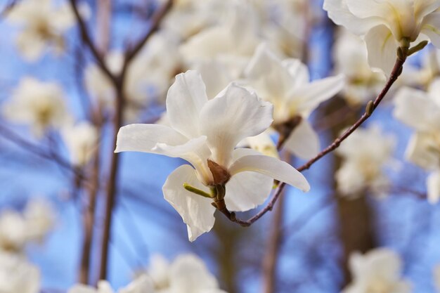 Biała duża magnolia