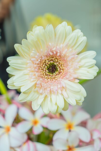 Biała gerbera