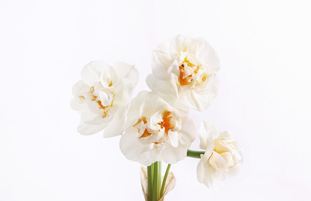 Biała głowa kwiat na białym tle