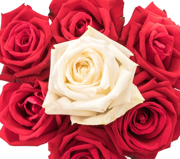Biała i czerwona róża na białym tle