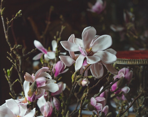 Biała i purpurowa orchidea kwiatów gałąź.