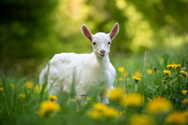 Biała kozy dziecko stojąc na zielonej trawie z żółtymi kwiatami