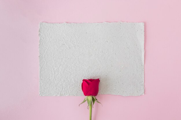 Biała księga i piękna czerwona róża
