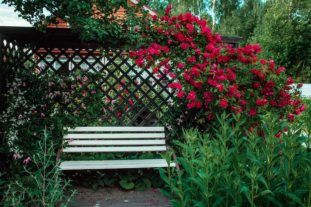 Biała ławka w róże w letnim ogrodzie
