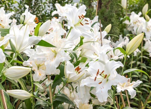 Biała lilia w ogrodzie dziedzinie