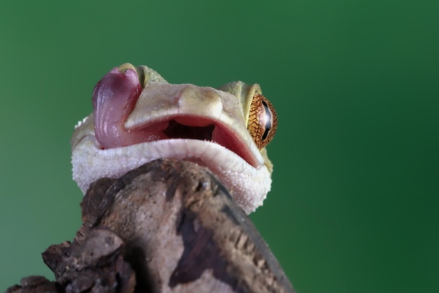 Biała linia gekon zbliżenie twarz na drewnie biała linia gekon jaszczurka zbliżenie