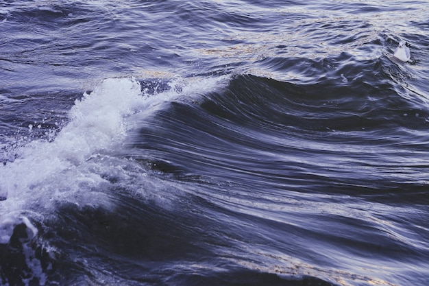 Biała niebieska kaczka pływa w falistym granatowym morzu