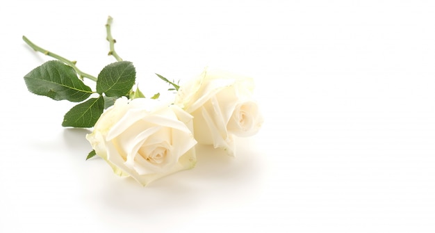 Bezpłatne zdjęcie biała róża