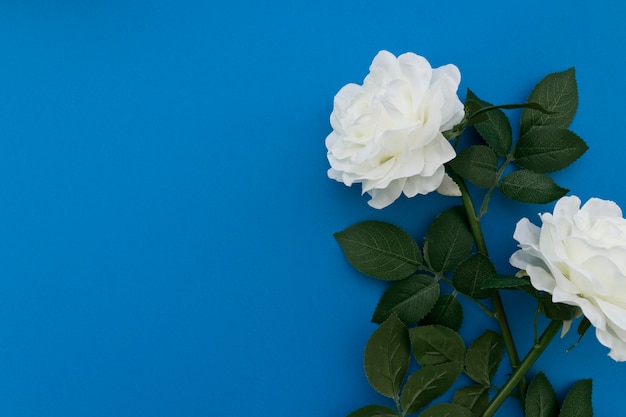 Biała Róża