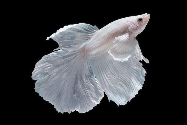 Biała rybka Halfmoon Betta