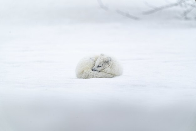 Białe, długowłose zwierzę na ziemi pokrytej śniegiem