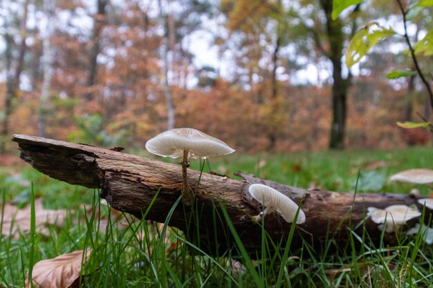Białe grzyby na martwym pniu drzewa w parku