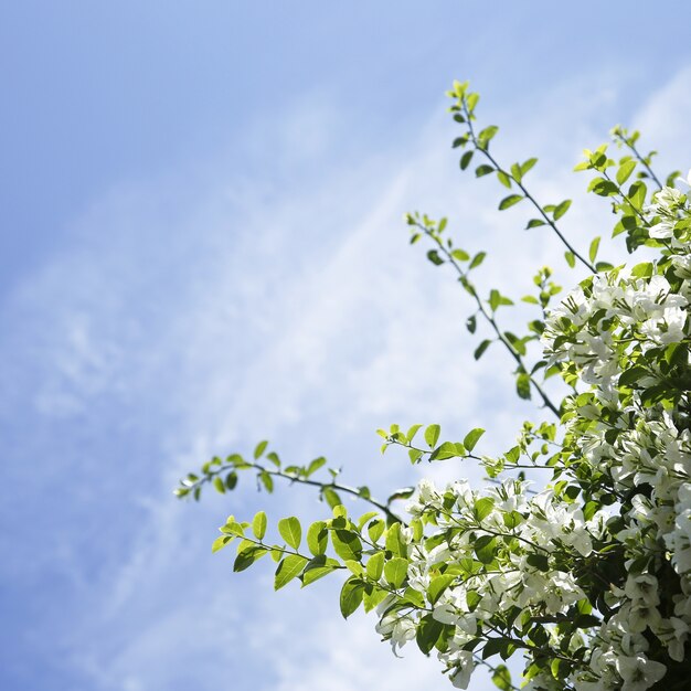 Białe kwiaty bugenwilli z copyspace błękitne niebo