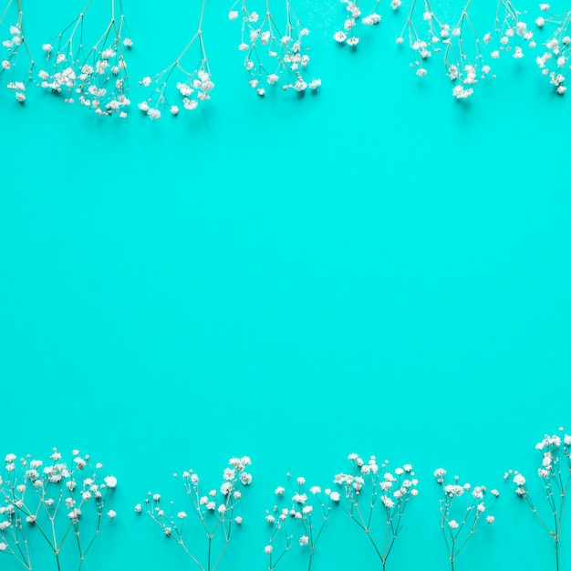 Bezpłatne zdjęcie białe kwiaty na niebiesko