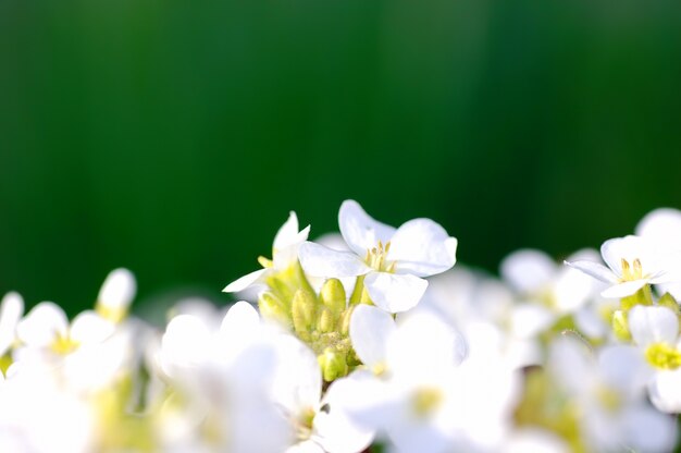 Białe kwiaty na zielonym tle