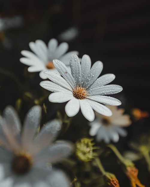 Białe płatki kwiatów z kroplami wody i pyłkiem