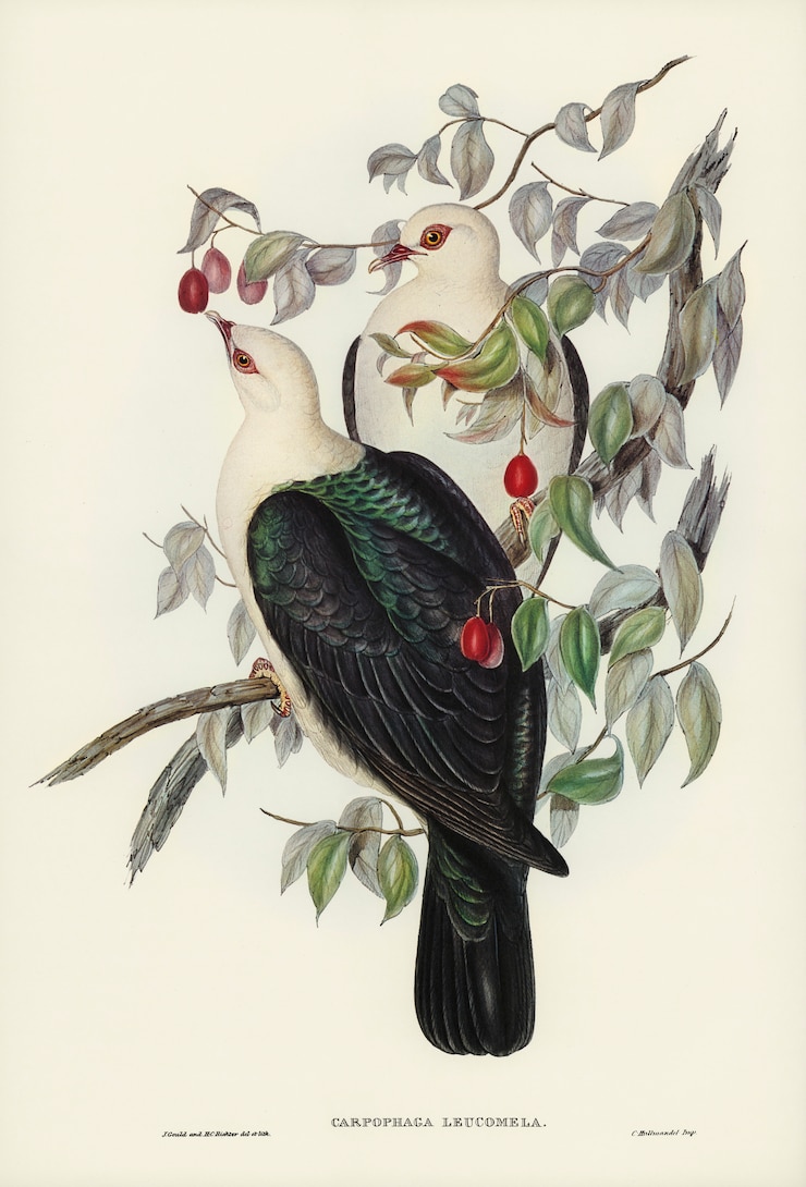 Bezpłatny plik Zdjęcie białogłowy gołąb z owocu (carpophaga leucomela) zilustrowany przez elizabeth gould