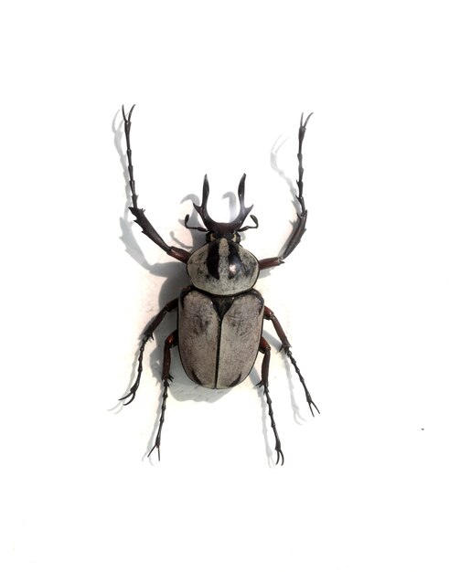 Biały beetle